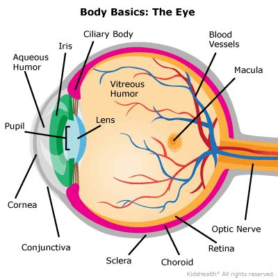 Your Eyes For Kids Nemours Kidshealth Eye Diagram For Kids - Eye Diagram For Kids