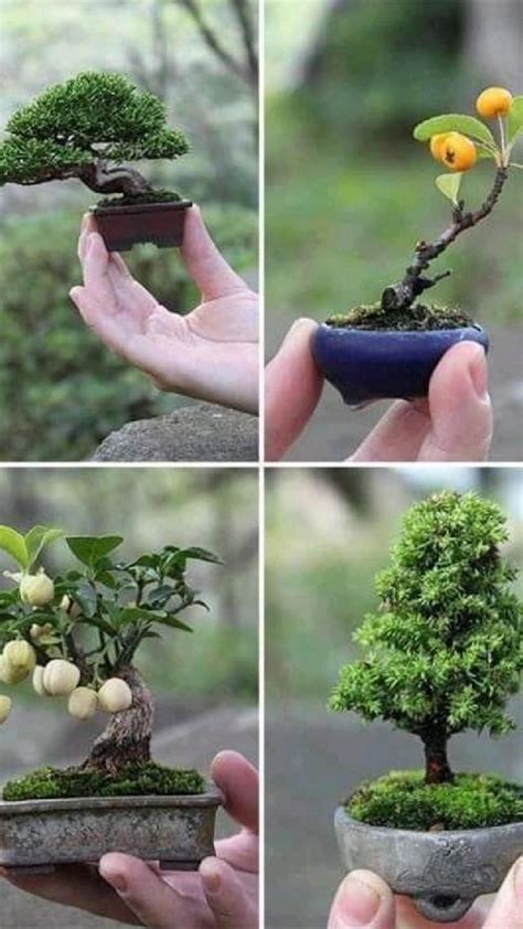 Your First Bonsai A Beginners Guide To Bonsai Growing Bonsai Care And Understanding The Bonsai The Art Of Bonsai Bonsai Care Bonsai Gardening