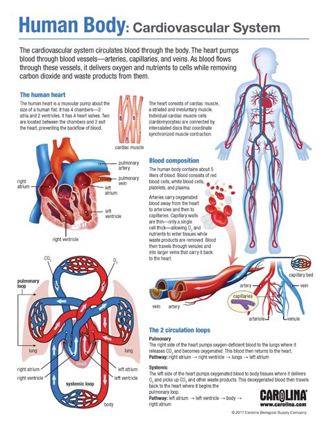 Your Heart Amp Circulatory System For Kids Nemours 4th Grade Circulatory System - 4th Grade Circulatory System