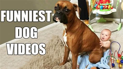  - Youtube for kids only funny dog videos