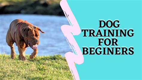 youtube kids dog training videos for beginners