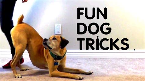 youtube kids dogs doing tricks pictures