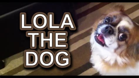 youtube videos for kids dog named lola