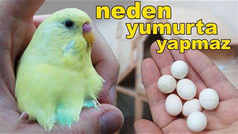 yumurta sarısı muhabbet kuşu