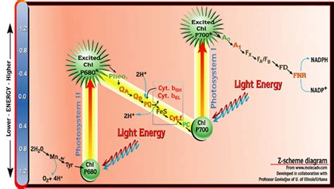 Z Scheme Of Photosynthesis