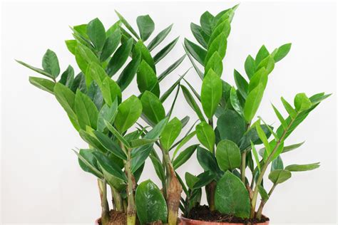 zamioculcas zamiifolia stickling