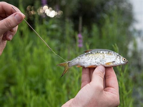 zanderangeln mit köderfisch