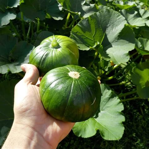 Zapallito De Tronco