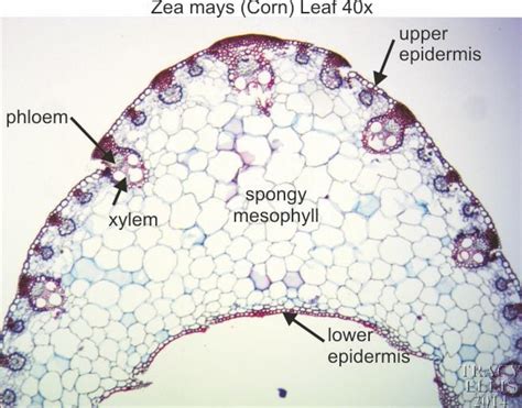 Zea Mays Corn Leaf Labeled Diagram