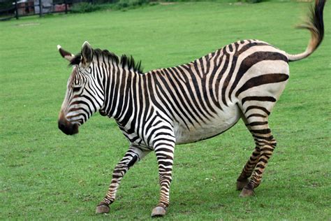Zebra First Of The Month 5 Sentences About Zebra - 5 Sentences About Zebra