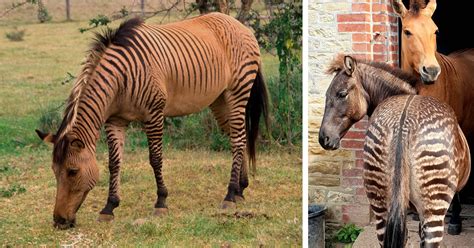 Zebra Horse Cross