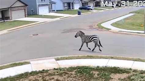 zebra loose tennessee