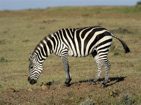 Zebra Stripes No 5 Newletter For Add And 5 Sentences About Zebra - 5 Sentences About Zebra