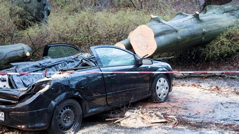 zerfetzte autos baum