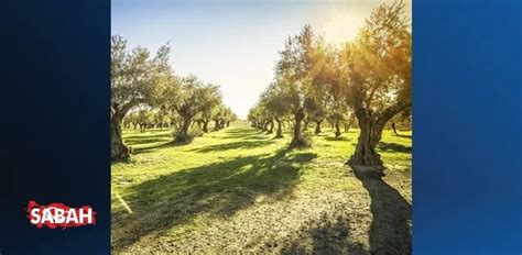 zeytin ağacından kaç litre yağ çıkar? Bir dönümde 30 yetişkin ağaç olduğunu varsayarsak bir dönümden 30 teneke yani 30×18=540 litre yağ elde edilir.