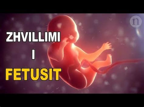 zhvillimi i fetusit video