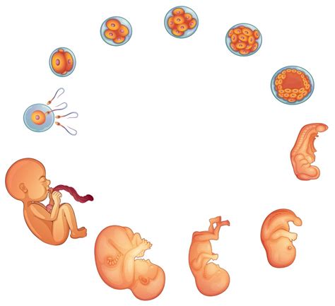 zigot adalah | Apa itu Zigot Pengertian dan Prosesnya Bocah