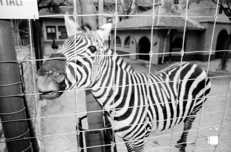 Zoo Di Milano