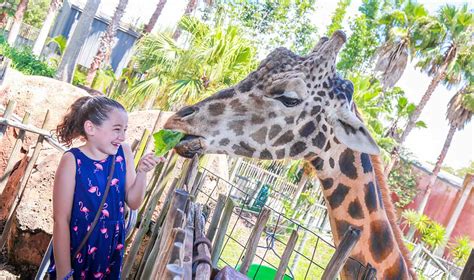 zoo girl