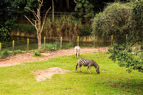 zoologico sao paulo