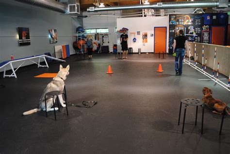 Zoom Room Dog Training