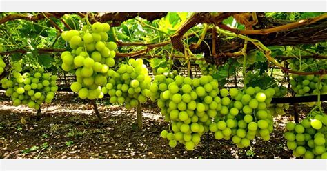 zuid-afrikaanse druif