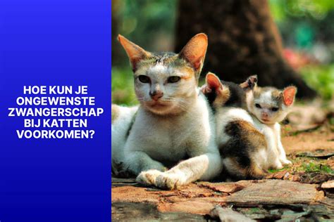 zwanger en katten