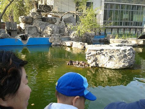 北京动物园到水立方