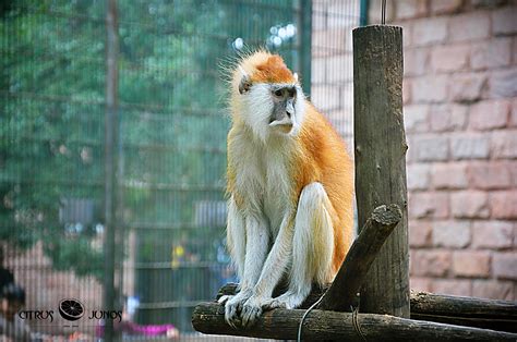 北京动物园动物的照片