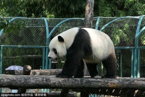 北京动物园熊猫馆门票价格