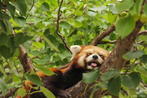 北京野生动物园旅游门票多少钱