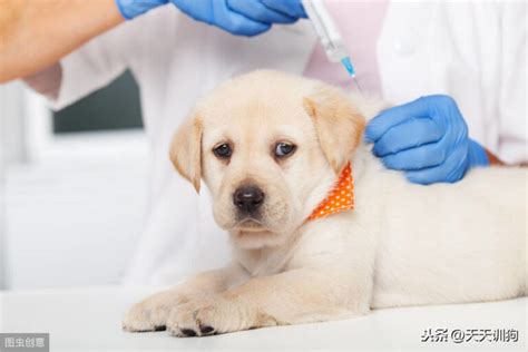 狗狗下午可以打疫苗吗