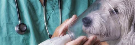 ﻿anestesiólogo veterinario descripción del puesto: salario y más