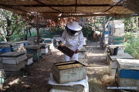 ﻿cual es la segunda profesion mas antigua la apicultura