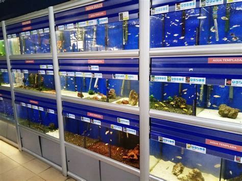 ﻿cómo abrir una tienda de mascotas de peces tropicales