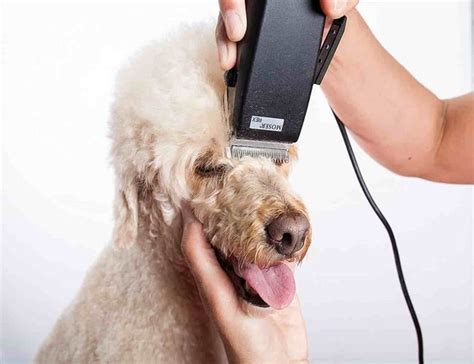 ﻿cómo los peluqueros de mascotas pueden prevenir lesiones y accidentes