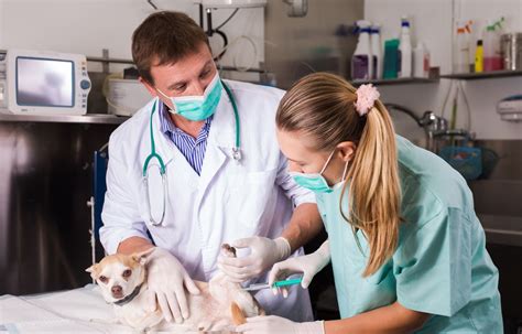 ﻿en savoir plus sur le métier de technicien vétérinaire