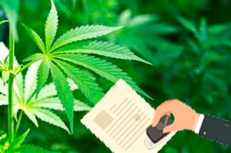 ﻿metlife reconoce la licencia de marihuana medicinal para el empleo