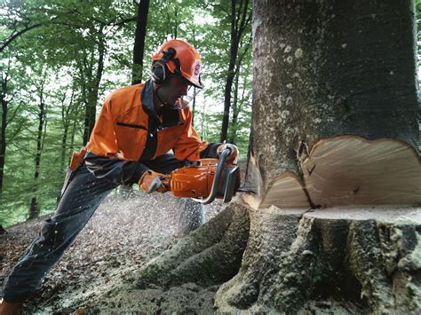 ﻿qué profesión tala árboles desterrado