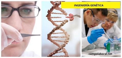 ﻿salario de un ingeniero genético según el título