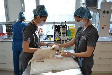﻿¿es la medicina veterinaria una profesión sanitaria?