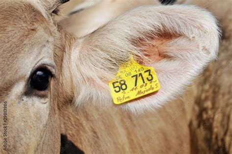 ﻿¿qué significan las etiquetas en las orejas de las vacas?