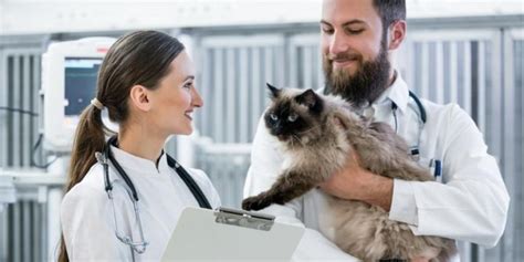 ﻿¿un pediatra gana más que un veterinario?